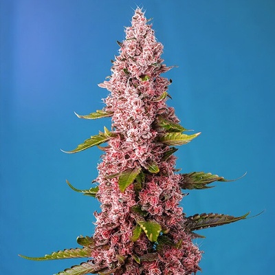 Sweet Seeds Red Hot Cookies semienka neobsahujú THC 25 ks