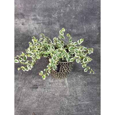 Ficus Pumila 12 cm