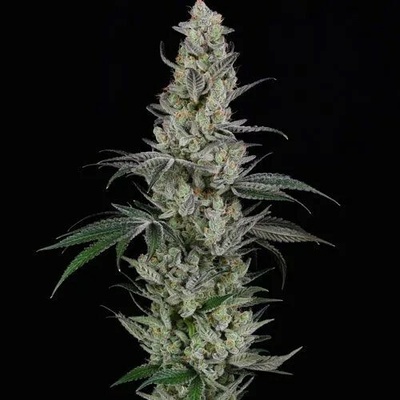 Spliff Seeds AK semienka neobsahujú THC 3 ks