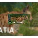 Galvatia
