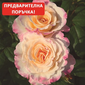 Tantau® Роза Aquarell® - Tantau® (Акварел)