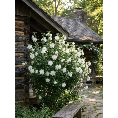 Ibišek syrský 'White Chiffon'