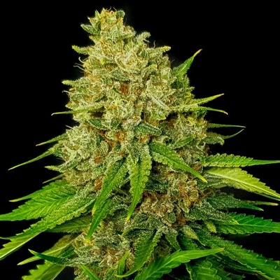 Exclusive Seeds Bank Super Larry OG semena neobsahují THC 3 ks