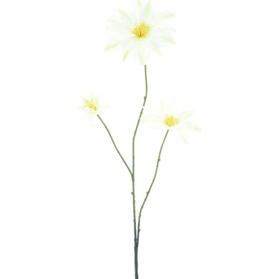 Plamének Clematis Jewl krémový 89 cm