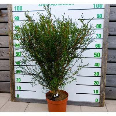 Tuja západná (Thuja occidentalis) ´OHLENDORFII´ - výška 80-100 cm, kont. C5L
