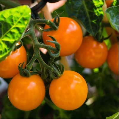 Paradajka Yoney F1- Solanum lycopersicum - semená paradajok - 6 ks