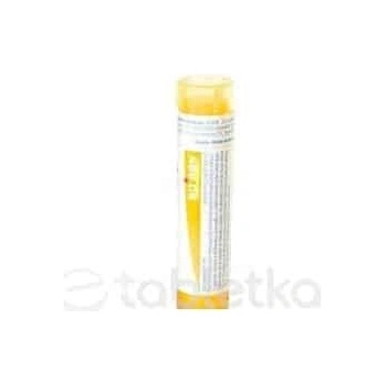 Ailanthus Glandulosa gra.1 x 4 g 15CH