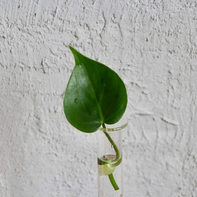 Philodendron scandens odrezok