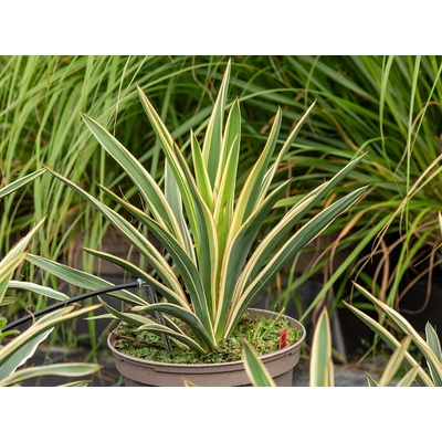 Juka vláknitá Ivory Towers - Yucca filamentosa, kont. 2 l