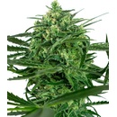 Sensi Seeds Sensi Amnesia semena neobsahují THC 3 ks