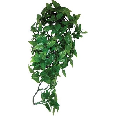 Komodo Philodendron Plant 30 cm – Zboží Mobilmania