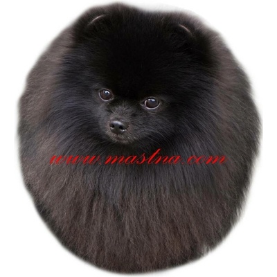 Samolepka špic, pomeranian 572 - archiv