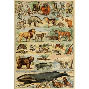 Grafika Art Puzzle - Puzzle Illustration from Larousse pour Tous: Mammals - 1 000 piese
