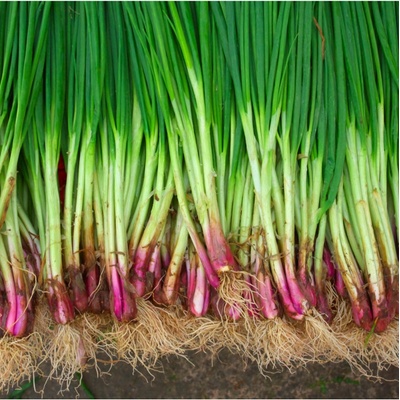 Cibule sečka Welsh červená - Allium fistulosum L. - semena cibule - 400 ks