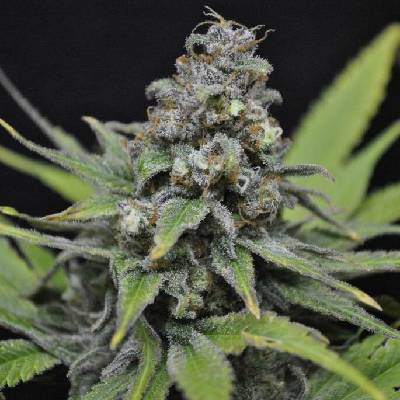 CBD Crew CBD Critical Mass semena neobsahují THC 5 ks