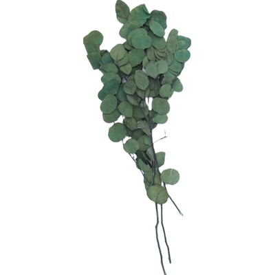 Florservice Eucalyptus populus stabilizovaný tmavo zelený 100 g