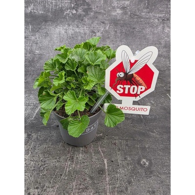 Pelargonium graveolens 'Orange Fizz' – Sleviste.cz
