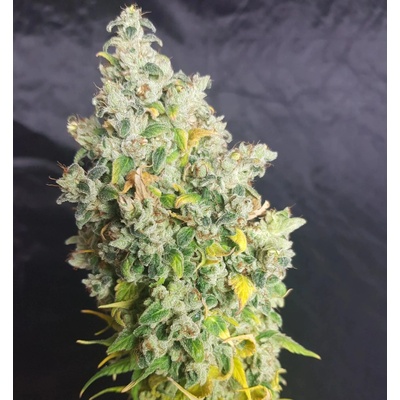 BSBs Cali Connection Wedding Cake semienka neobsahujú THC 1 ks