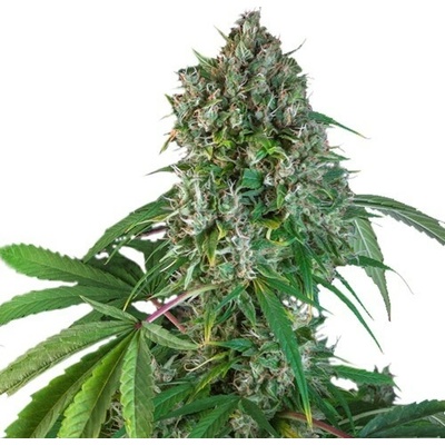 Super Sativa Seed Club Karels Herer Haze semienka neobsahujú THC 8 ks