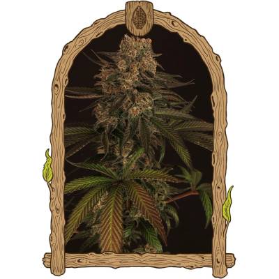 Exotic Seeds Exotic Colours semena neobsahují THC 5 ks