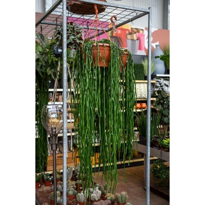 Věšák, Rhipsalis paradoxa, závěs, průměr květináče 30 cm