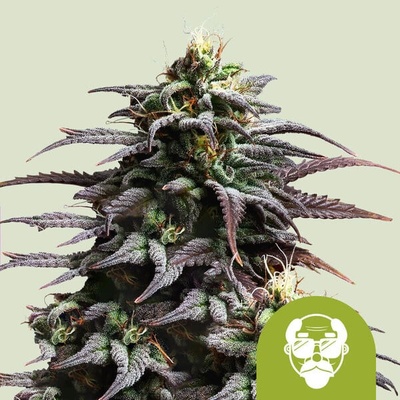 Royal Queen Seeds Granddaddy Purple Auto semienka neobsahujú THC 10 ks