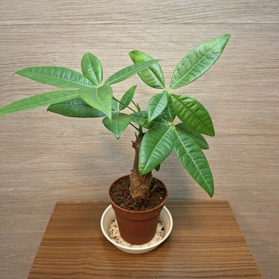 Pachira Aquatica