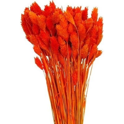 Sušený phalaris červená 80 g