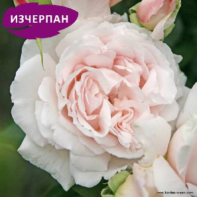 Kordes® Роза Constanze Mozart® - Parfuma® (Kordes®)