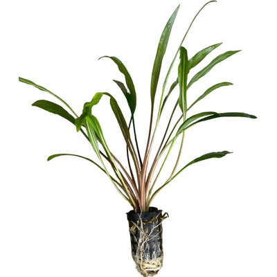 Cryptocoryne retrospiralis