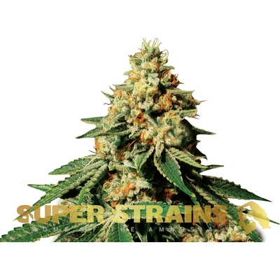 Super Strains Zkittlez semienka neobsahujú THC 1 ks