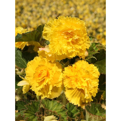 Begónia strapkatá 'Fimbriata yellow' 2 ks