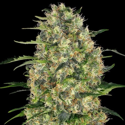 Sensi Seeds Black Domina regular semienka neobsahujú THC 10 ks