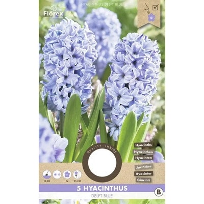 Hyacint 'Delft Blue' 5 ks