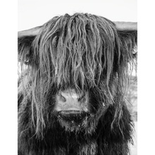 Malování podle čísel Yak