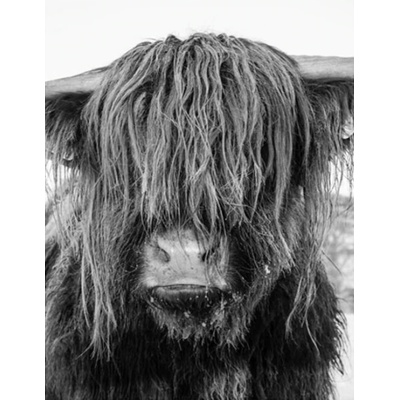 Malování podle čísel Yak