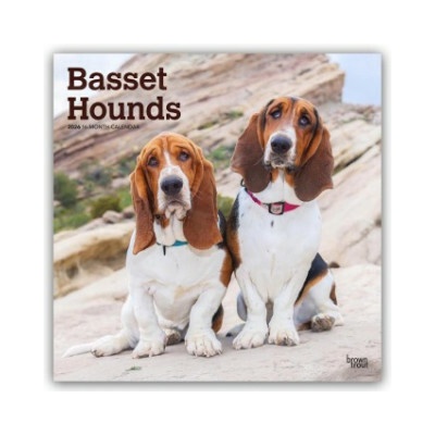 Basset Hounds 16 Monats 2026