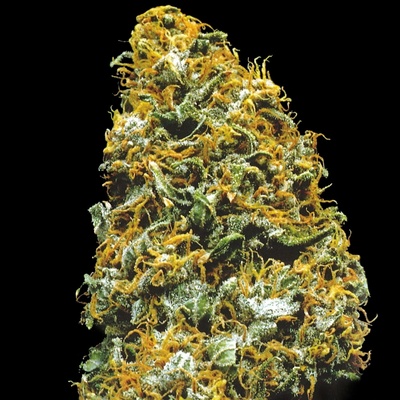 KC Brains Seeds Cristal Paradise regular semienka neobsahujú THC 5 ks