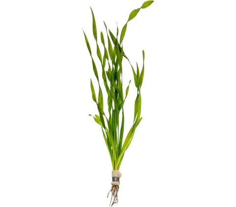 Vallisneria Asiatica