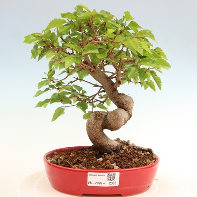 e-bonsai Venkovní bonsai -Carpinus coreana - Habr korejský
