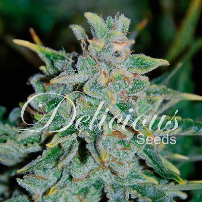 Delicious Seeds Northern Light Blue AUTO semena neobsahují THC 3 ks
