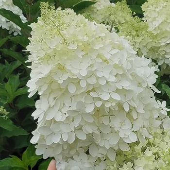 Хортензия Phantom - паникулата