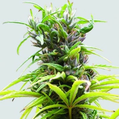 Nirvana Hawaii Maui Waui regular semienka neobsahujú THC 10 ks