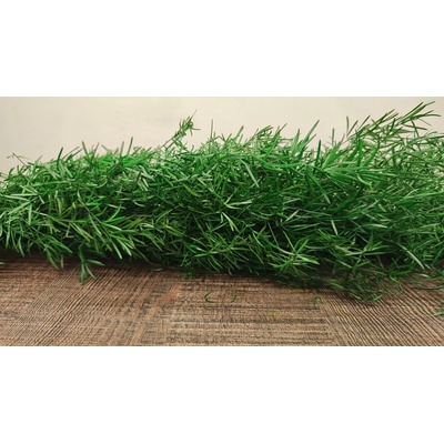 Asparagus tmavo zelený