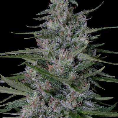 Don Avalanche Seeds Don Bruce Banner semena neobsahují THC 5 ks