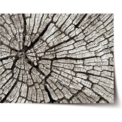 Sablio Plagát Drevo - 90x60 cm