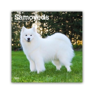 Samoyeds Samojede 16-Monats 2026