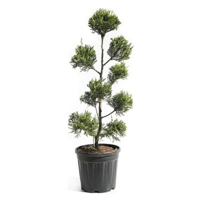 Cyprusovec leylandský žltý PonPon FloraSelf Cupressocyparis leylandii 'Castlewellan Gold' V 80-100 cm kvetináč 12 l