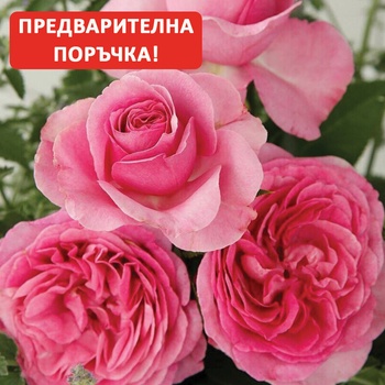 Kordes® Роза Konigin Marie® - Parfuma® - Kordes®