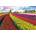 EUROGRAPHICS - Puzzle Tulip Fields - 1 000 piese